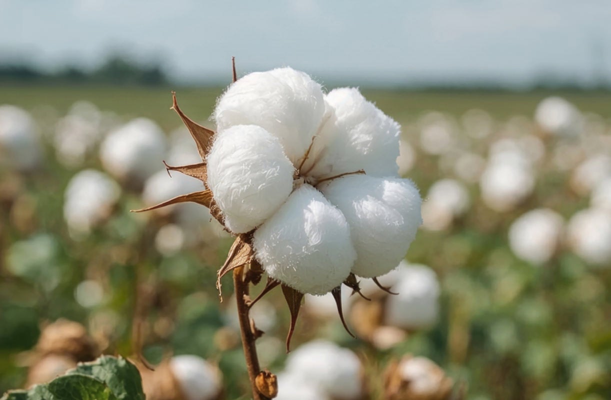 organic cotton desktop image.jpg organic cotton desktop image.jpg